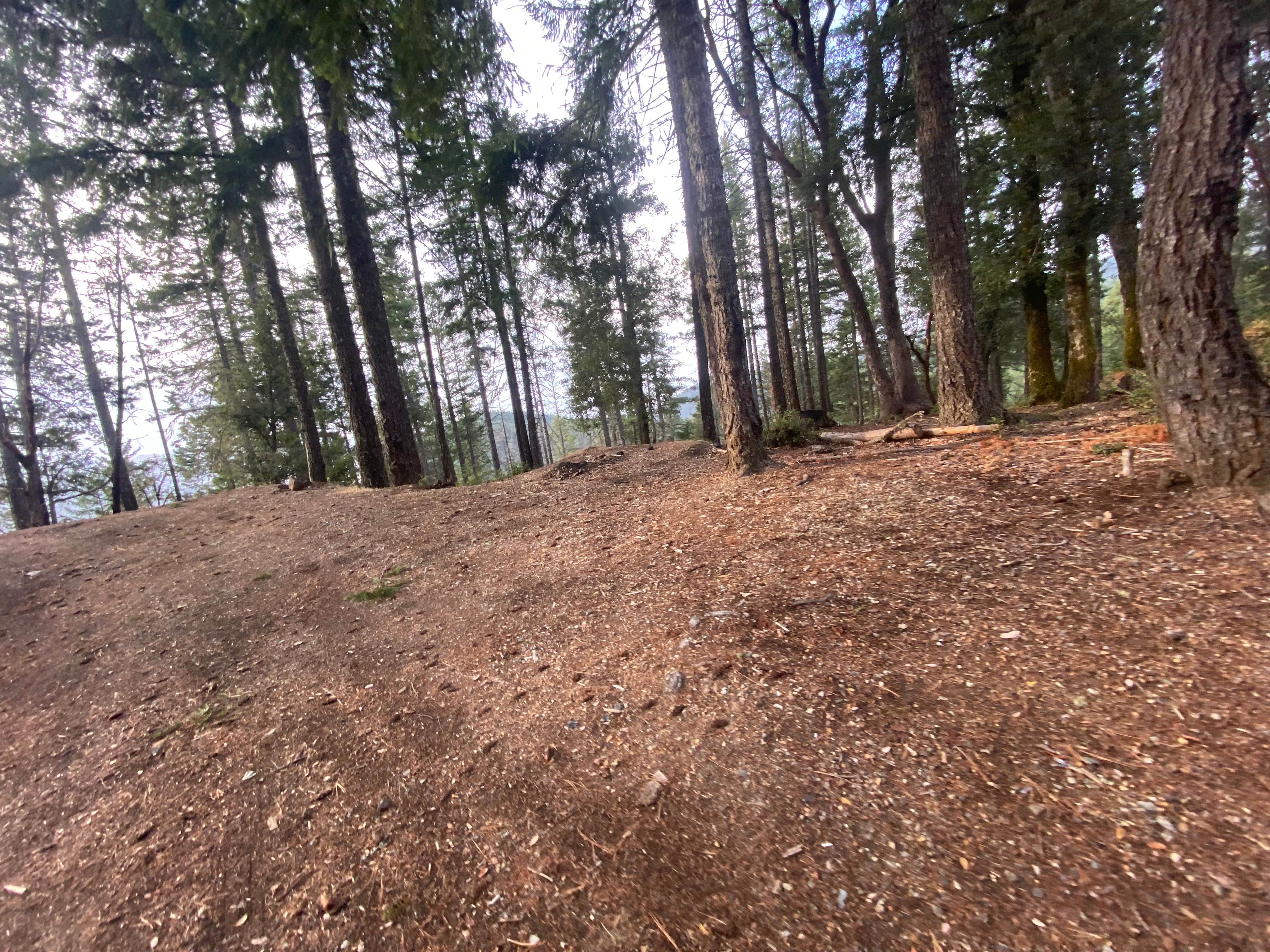 Camping near Rocky Riffle: Forest Road 25, Selma, Oregon