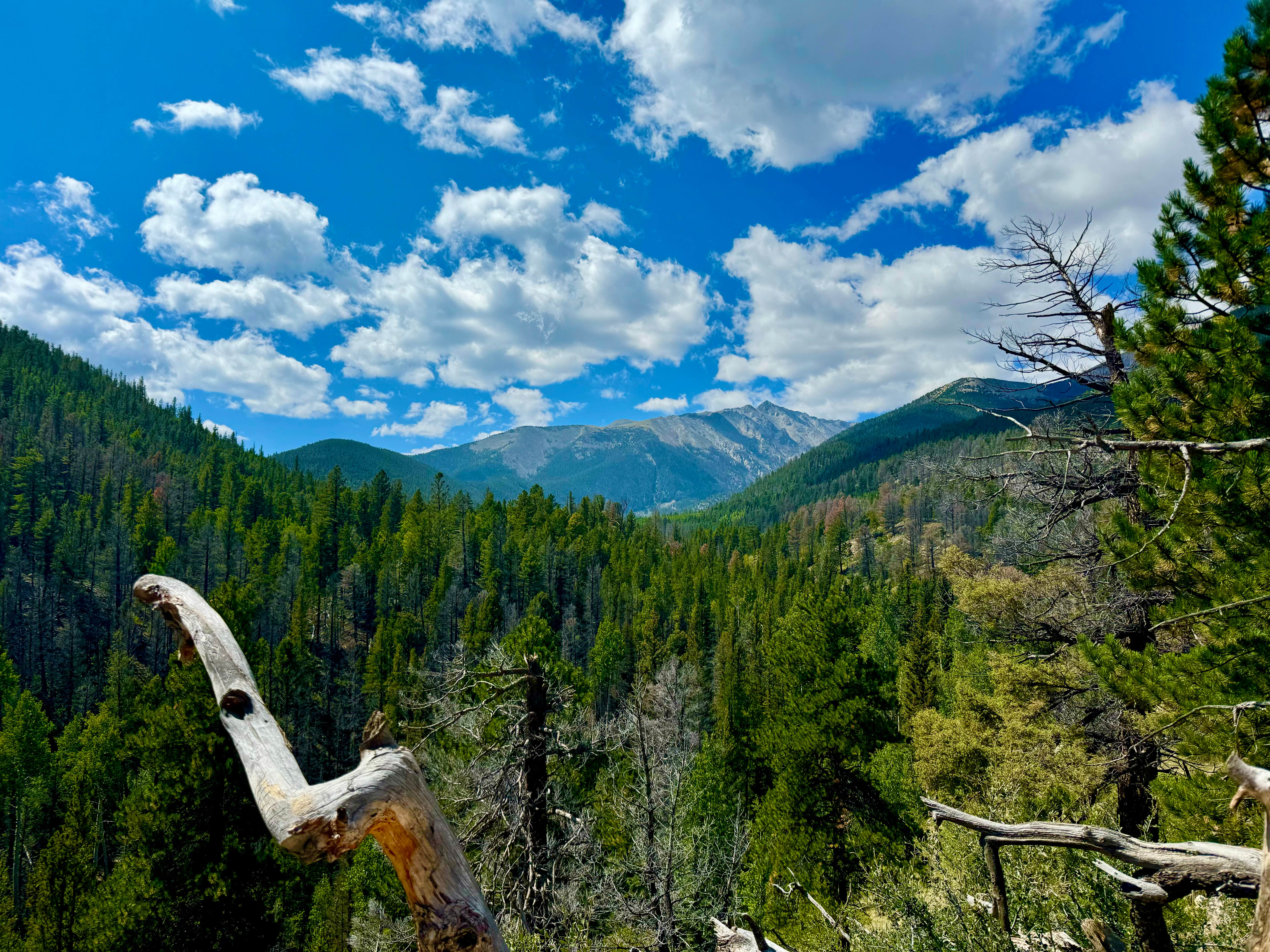 Camping near Browns Creek: Forest Road 272 Dispersed Camping, Nathrop, Colorado