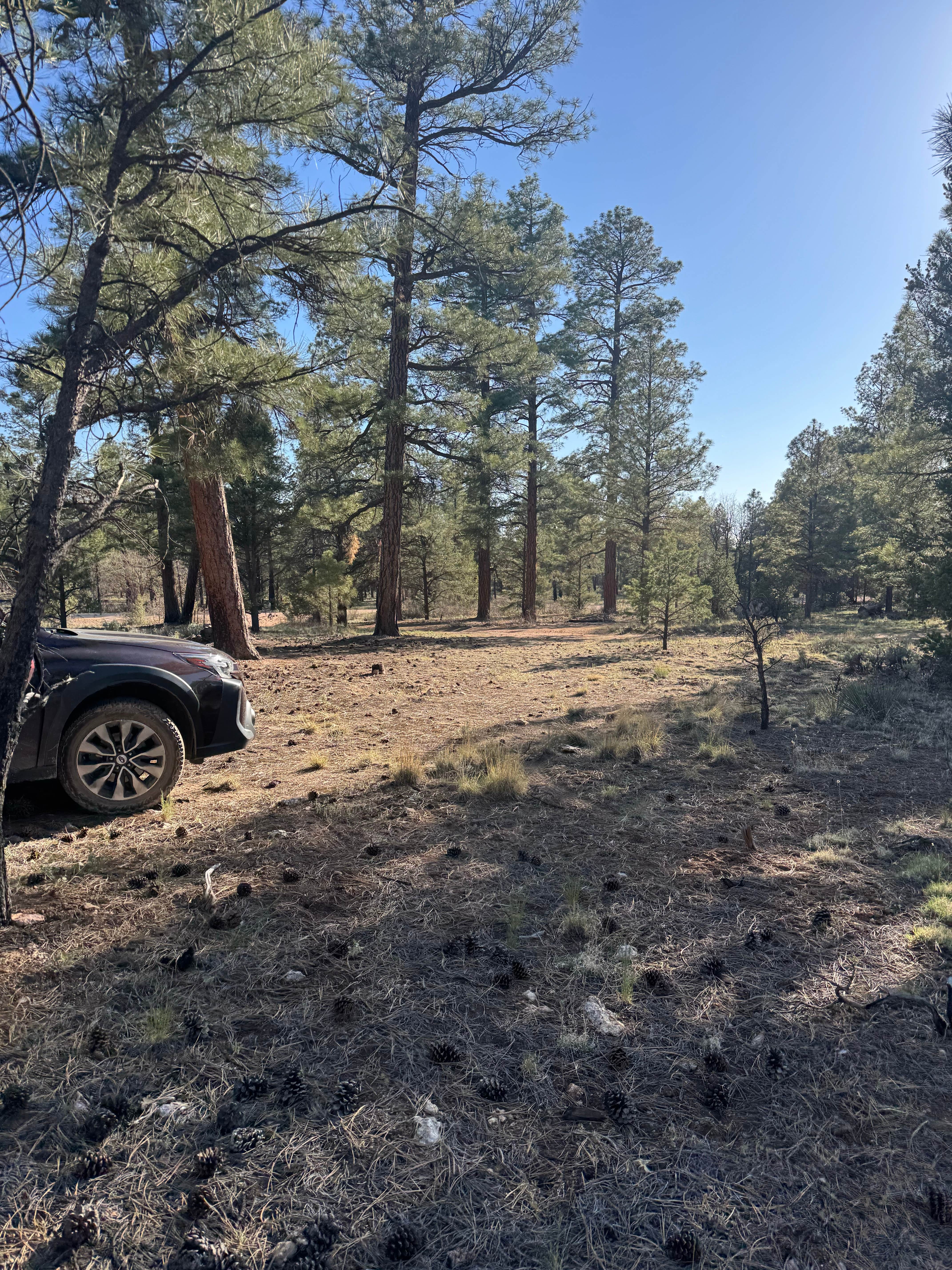 Camping near Forest Service Road 328 Dispersed: Forest Road 302, Grand Canyon, Arizona