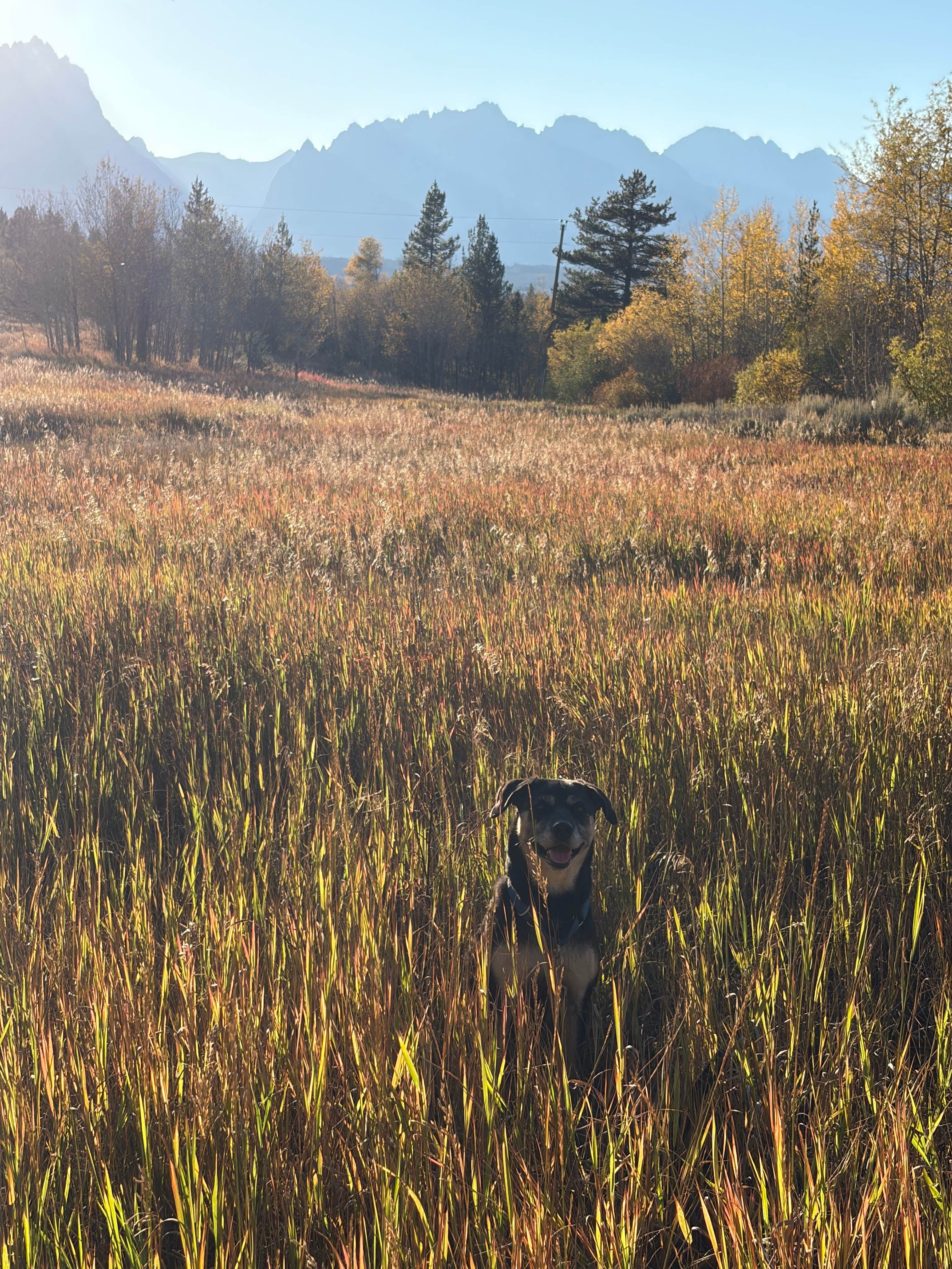 traveller 1.'s photo of camping with pets at Forest Road 30310 Dispersed Campsite near Kelly, WY