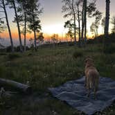 Review photo of Forest Road 316 Roadside Camp by Dan B., June 21, 2025