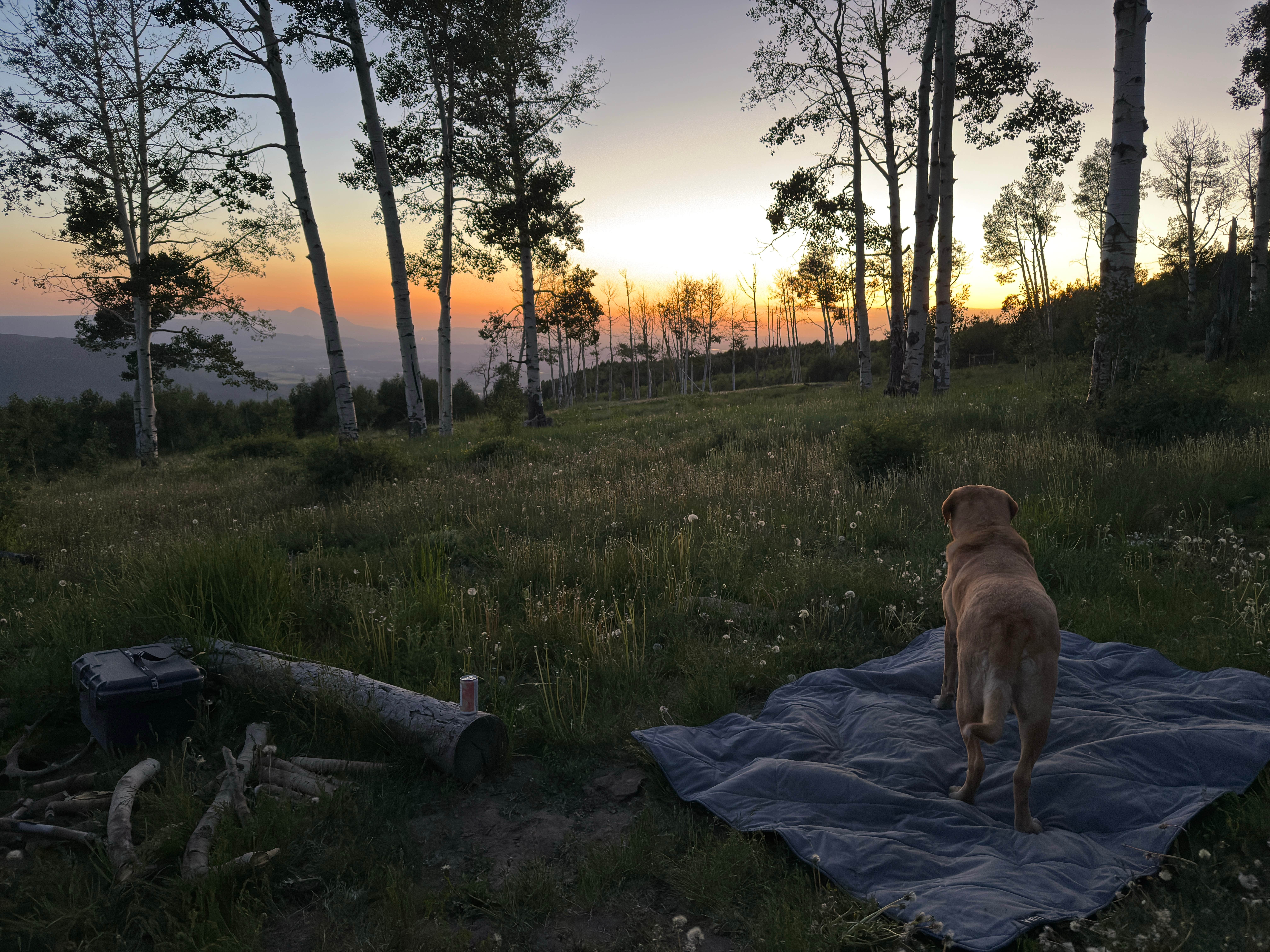 Camper submitted image from Forest Road 316 Roadside Camp - 5