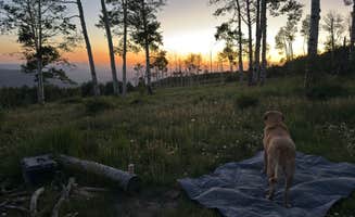 Dan B.'s photo of camping with pets at Forest Road 316 Roadside Camp near San Juan National Forest