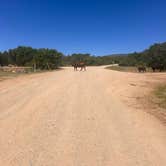 Review photo of Forest Road 316 Roadside Camp by shelby B., June 11, 2026