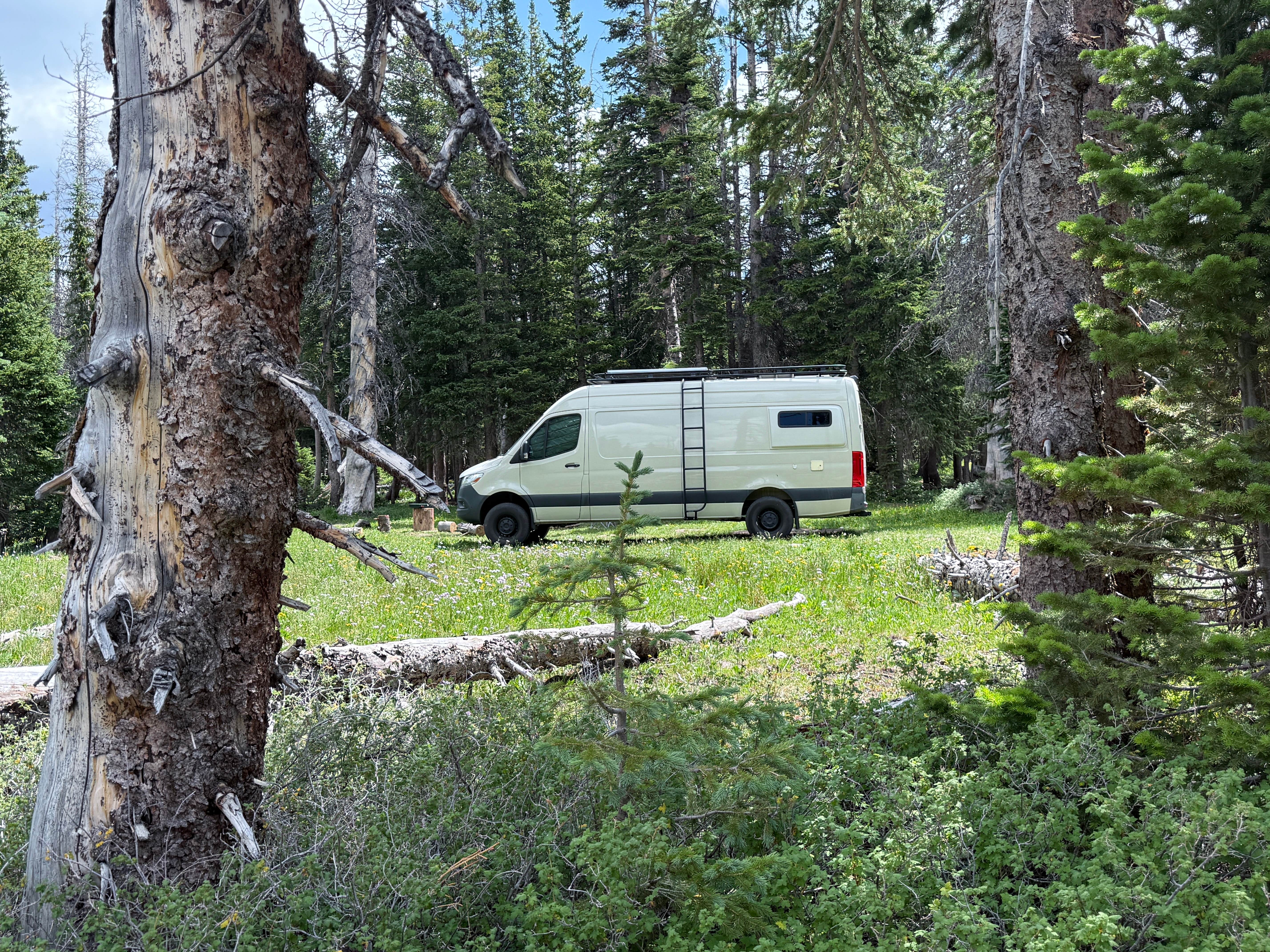 Camper submitted image from Forest Road 318 - 1