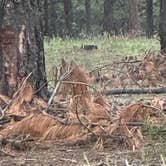 Review photo of Forest Road 320 Dispersed by Vickie K., August 27, 2026