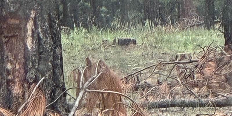 Camper submitted image from Forest Road 320 Dispersed