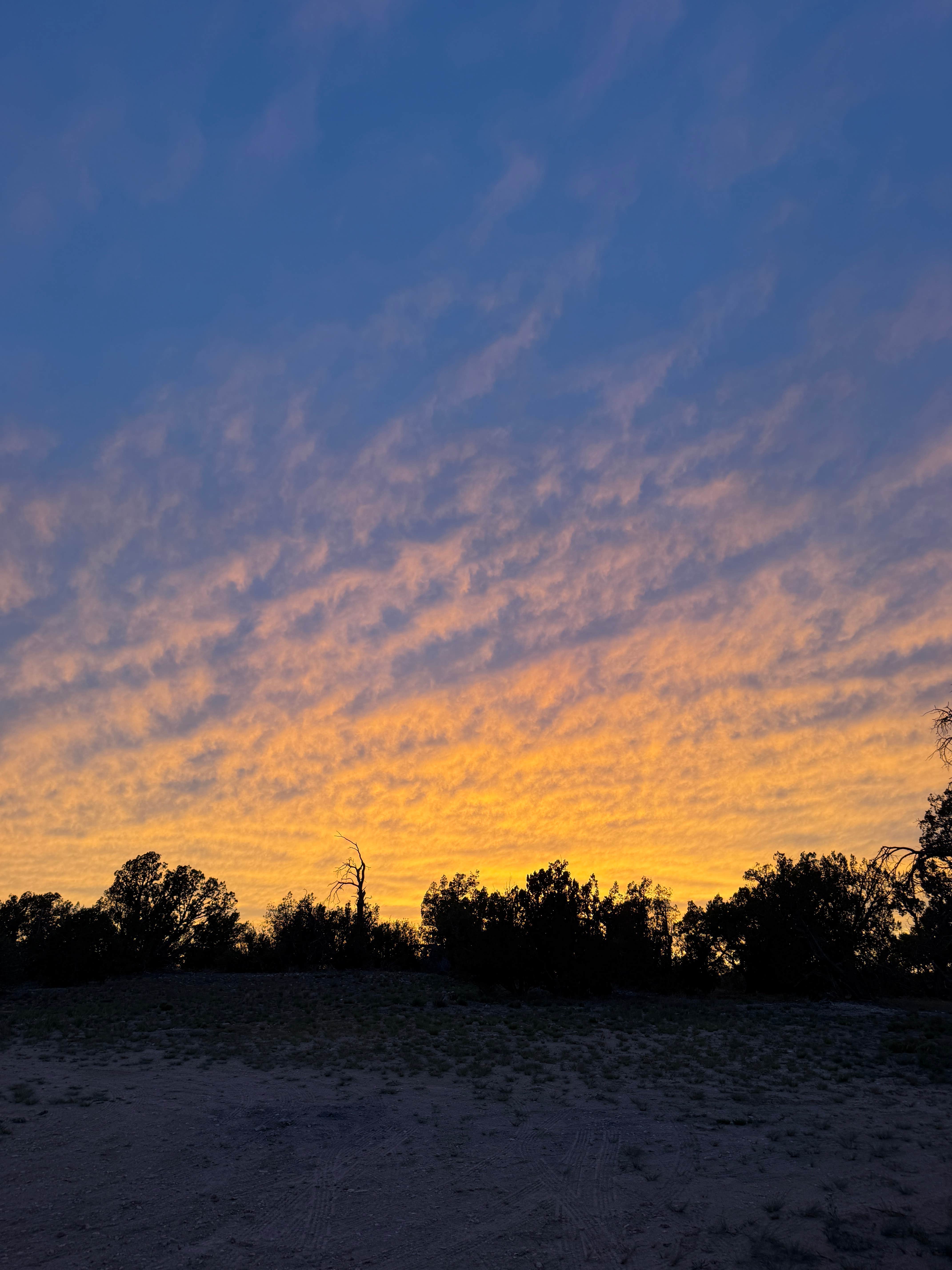 Quinn R.'s photo of a dispersed camping area at Forest Road 320 Dispersed near Kaibab National Forest