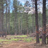 Review photo of Forest Road 320 Dispersed by Vickie K., August 27, 2026