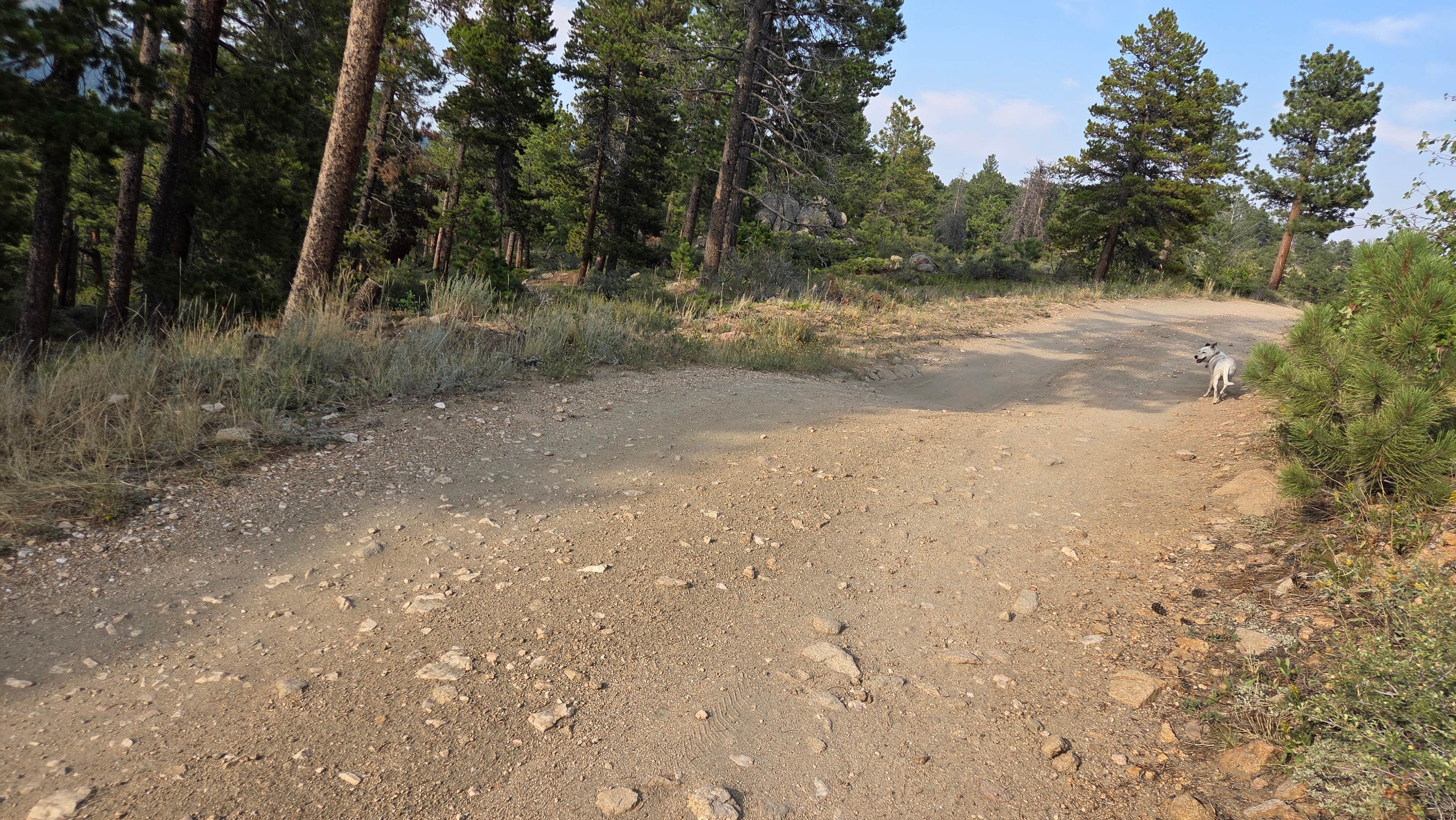 Lynn's photo of camping with pets at Forest Road 332 Dispersed near Erie, CO