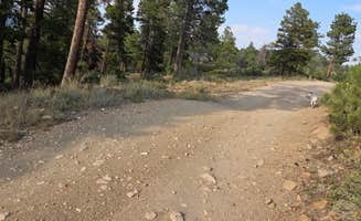 Lynn's photo of camping with pets at Forest Road 332 Dispersed near Boulder, CO