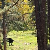 Review photo of Forest Road 376 Cross by amber H., February 15, 2026