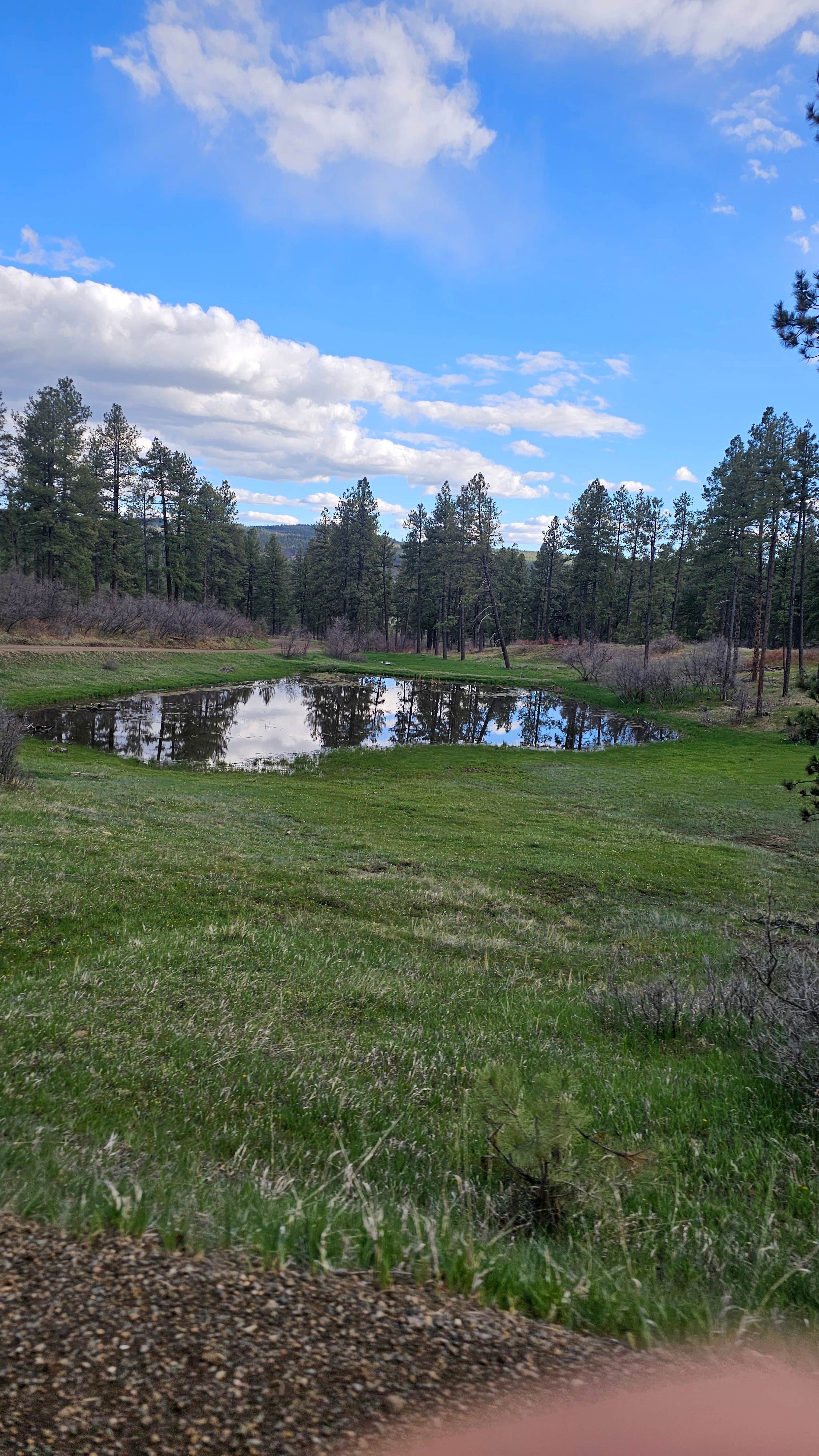 Camper-submitted photo at Forest Road 37 near Chimney Rock, CO