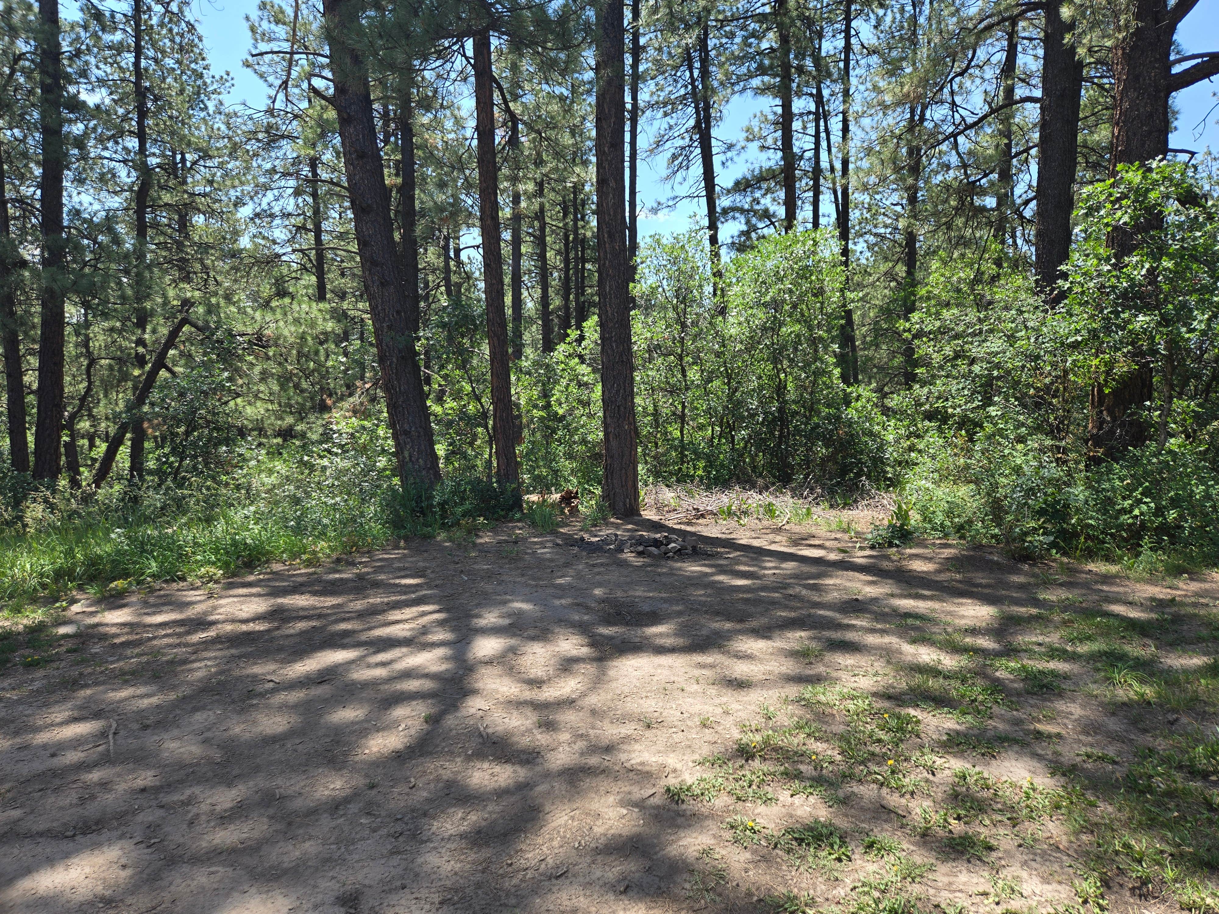 Camper-submitted photo at Forest Road 37 near Pagosa Springs, CO