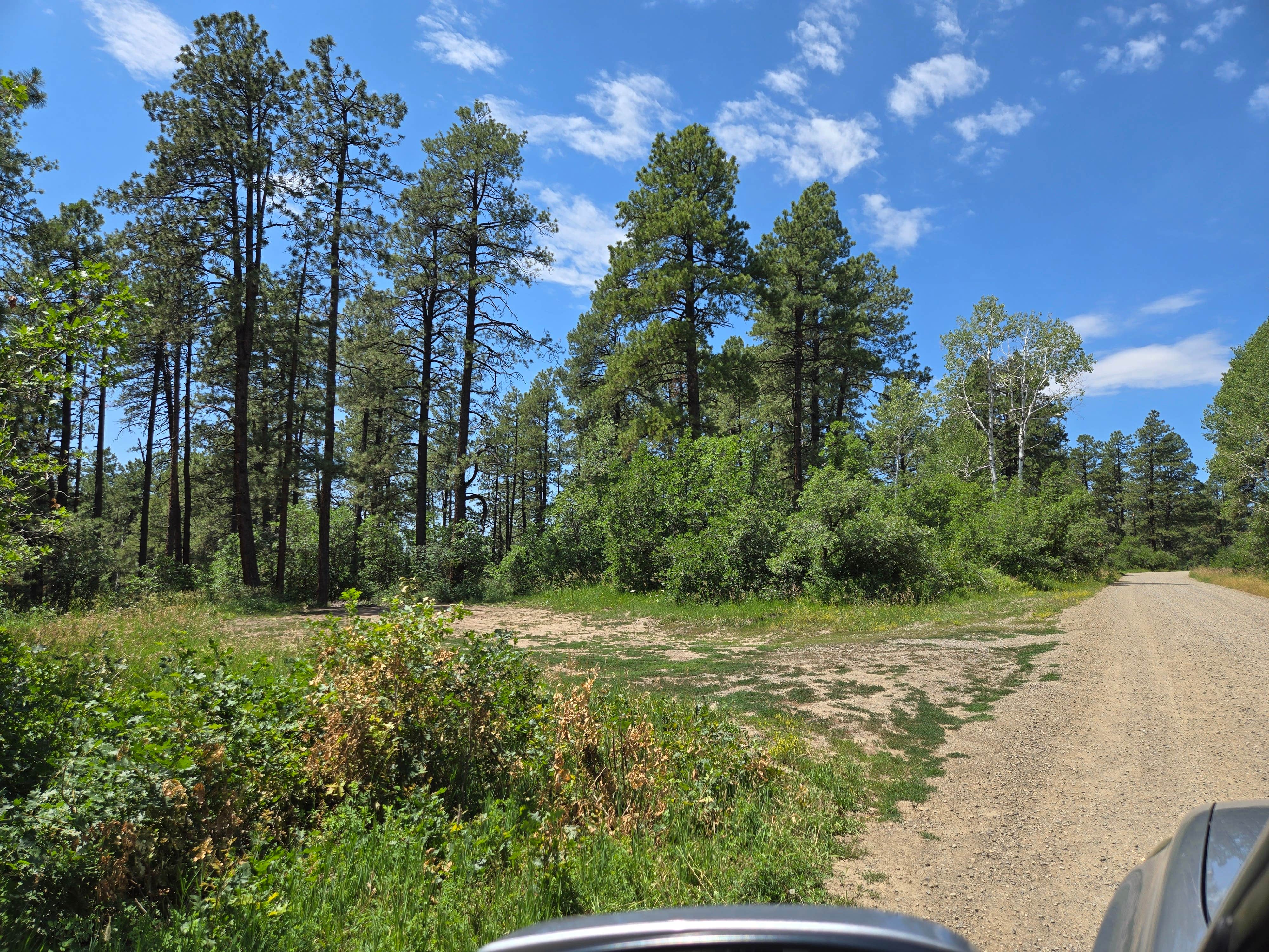 Camper-submitted photo at Forest Road 37 near Pagosa Springs, CO