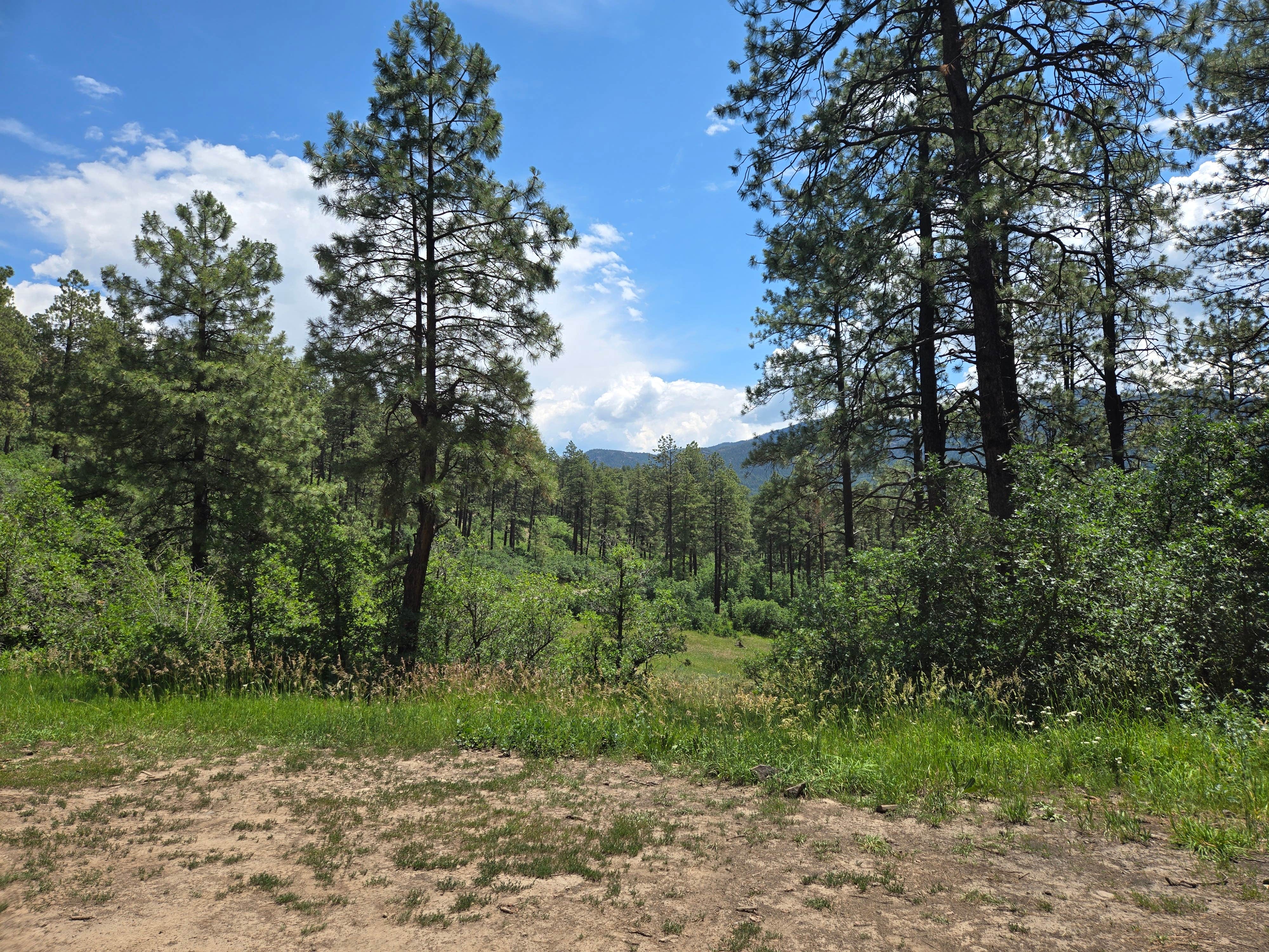 Camper-submitted photo at Forest Road 37 near Pagosa Springs, CO