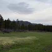 Review photo of Forest Road 37 by John P., April 23, 2026