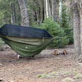 Review photo of Forest Road 383 by Erica L., May 13, 2026