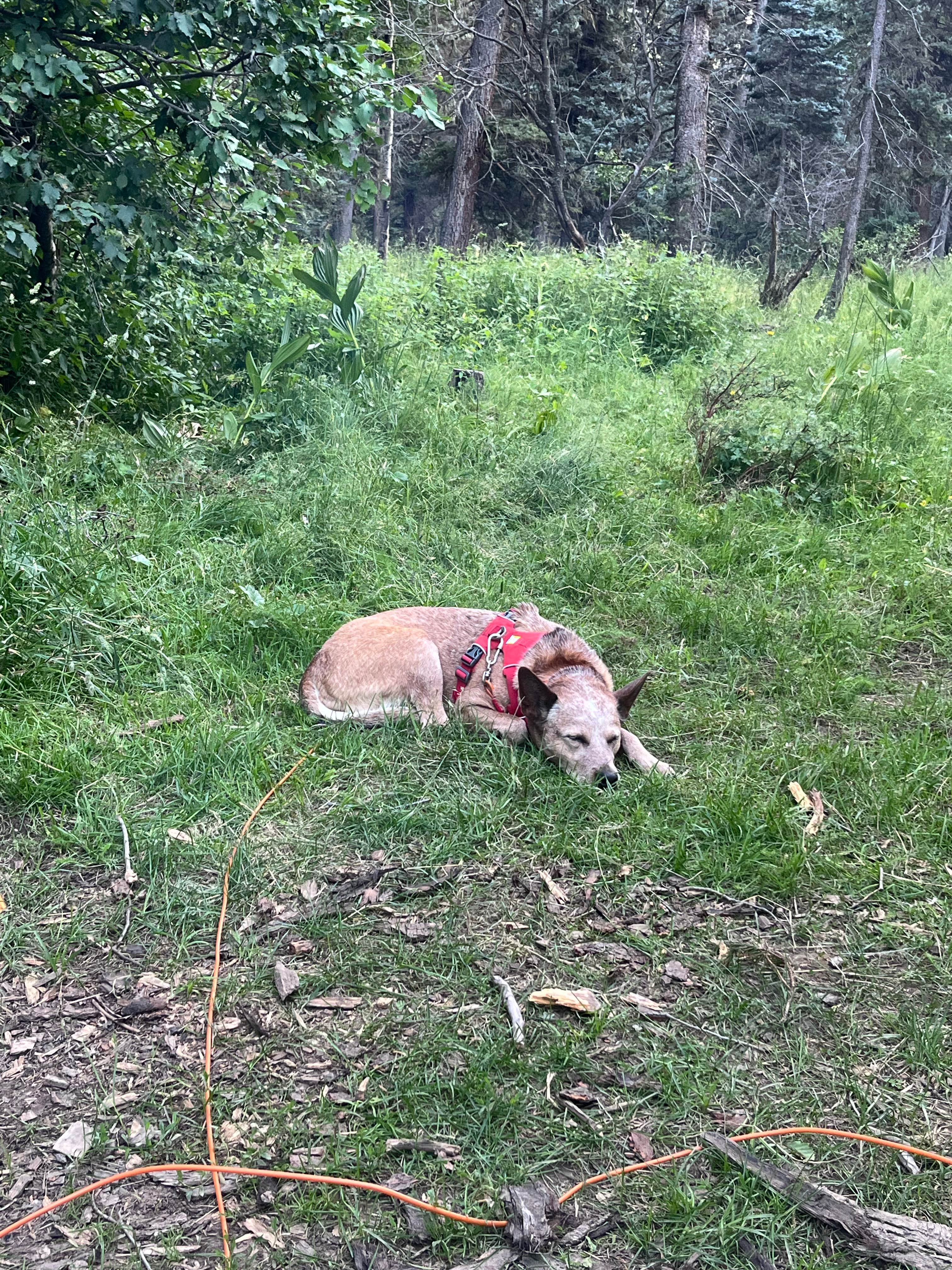 Cameron L.'s photo of camping with pets at Forest Road 5 - Dispersed campsite near Taos, NM