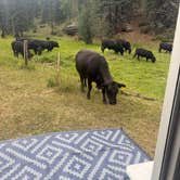 Review photo of Forest Road 5 - Dispersed campsite by Scott F., July 7, 2026