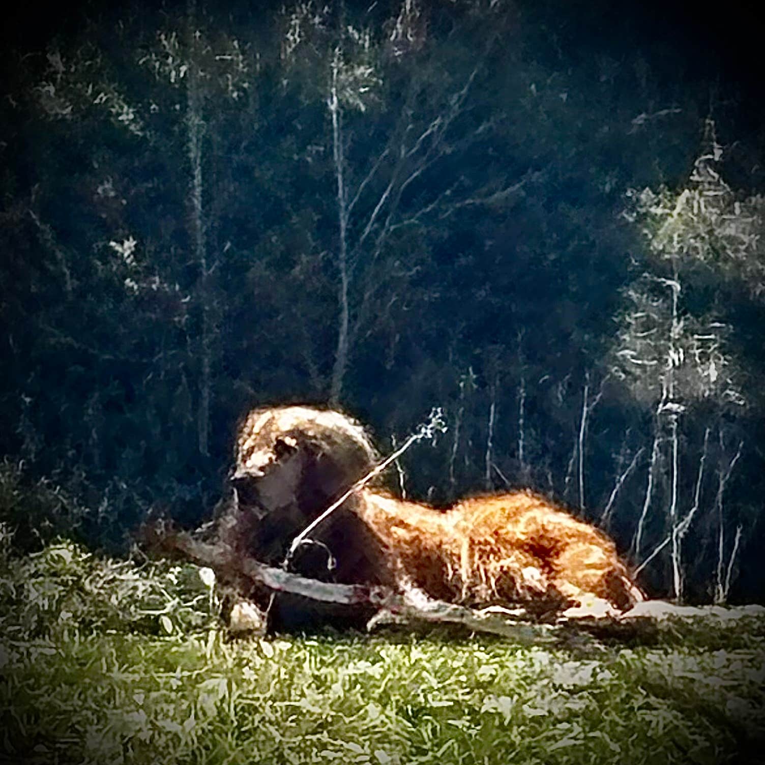 Earl B.'s photo of camping with pets at Forest Road 5 - Dispersed campsite near Taos, NM