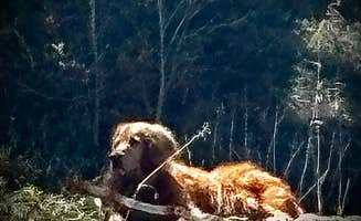 Earl B.'s photo of camping with pets at Forest Road 5 - Dispersed campsite near Eagle Nest, NM