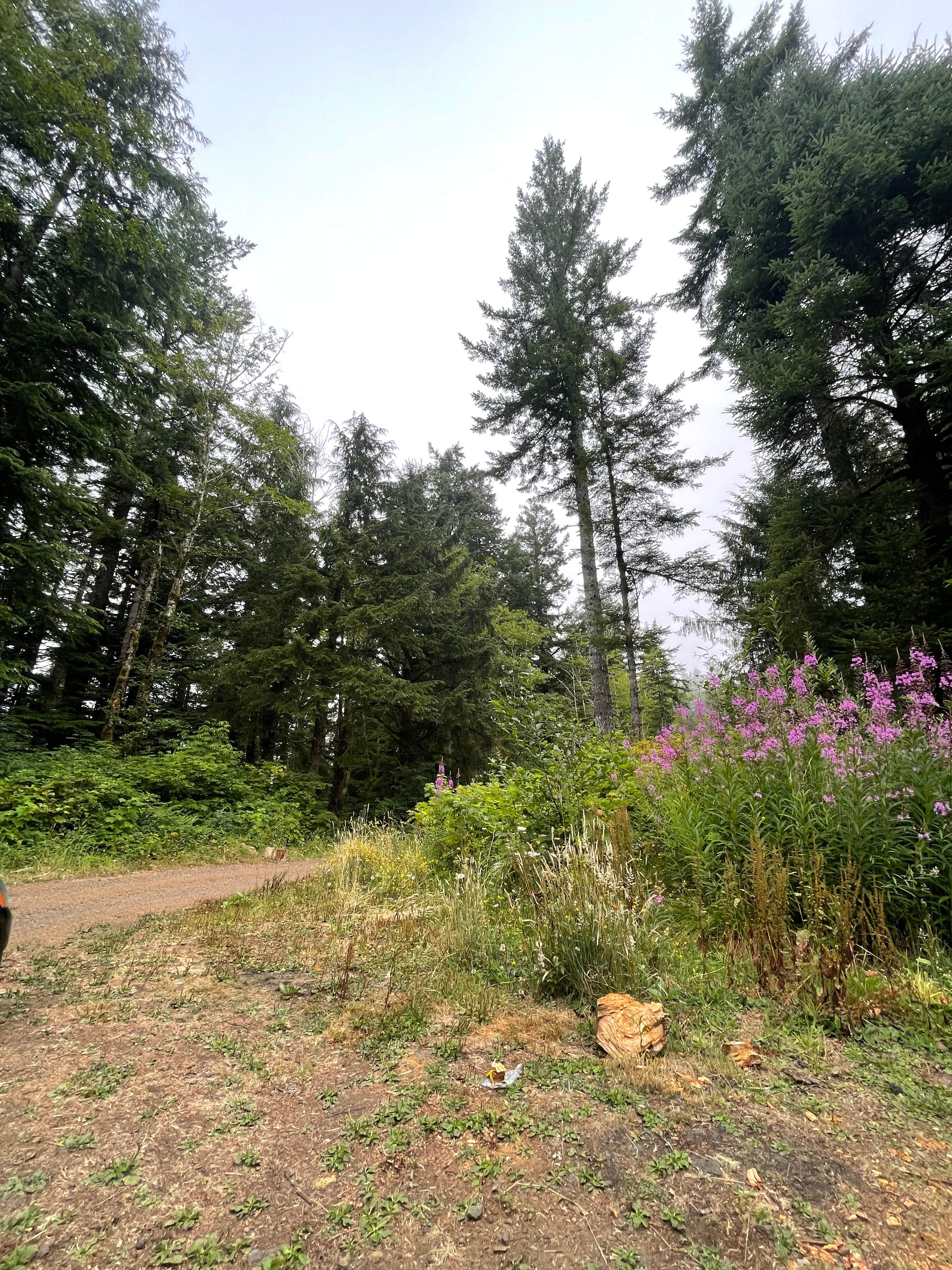 Camper-submitted photo at Forest Road 51 near Beaver Creek near Waldport, OR