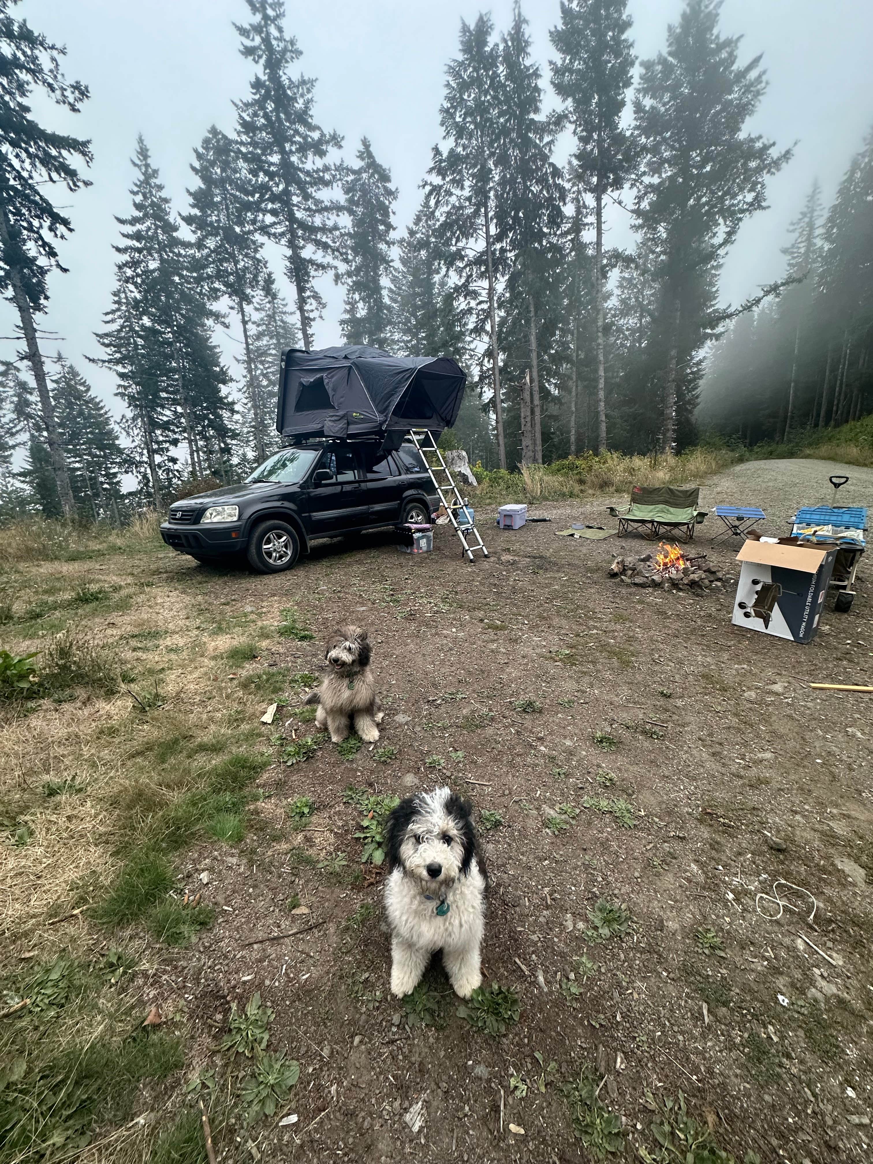 Camper submitted image from Forest Road 51 near Beaver Creek - 5