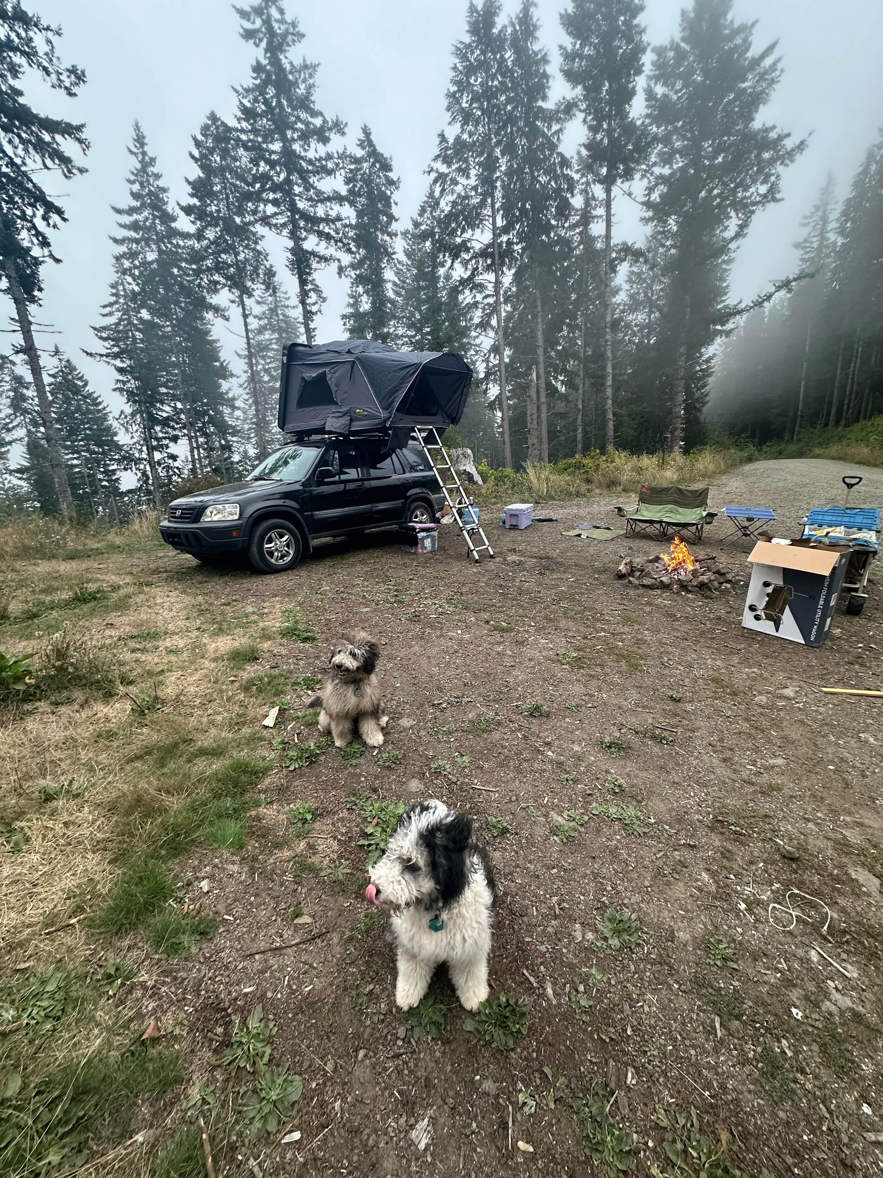 Treva W.'s photo of camping with pets at Forest Road 51 near Beaver Creek near Newport, OR