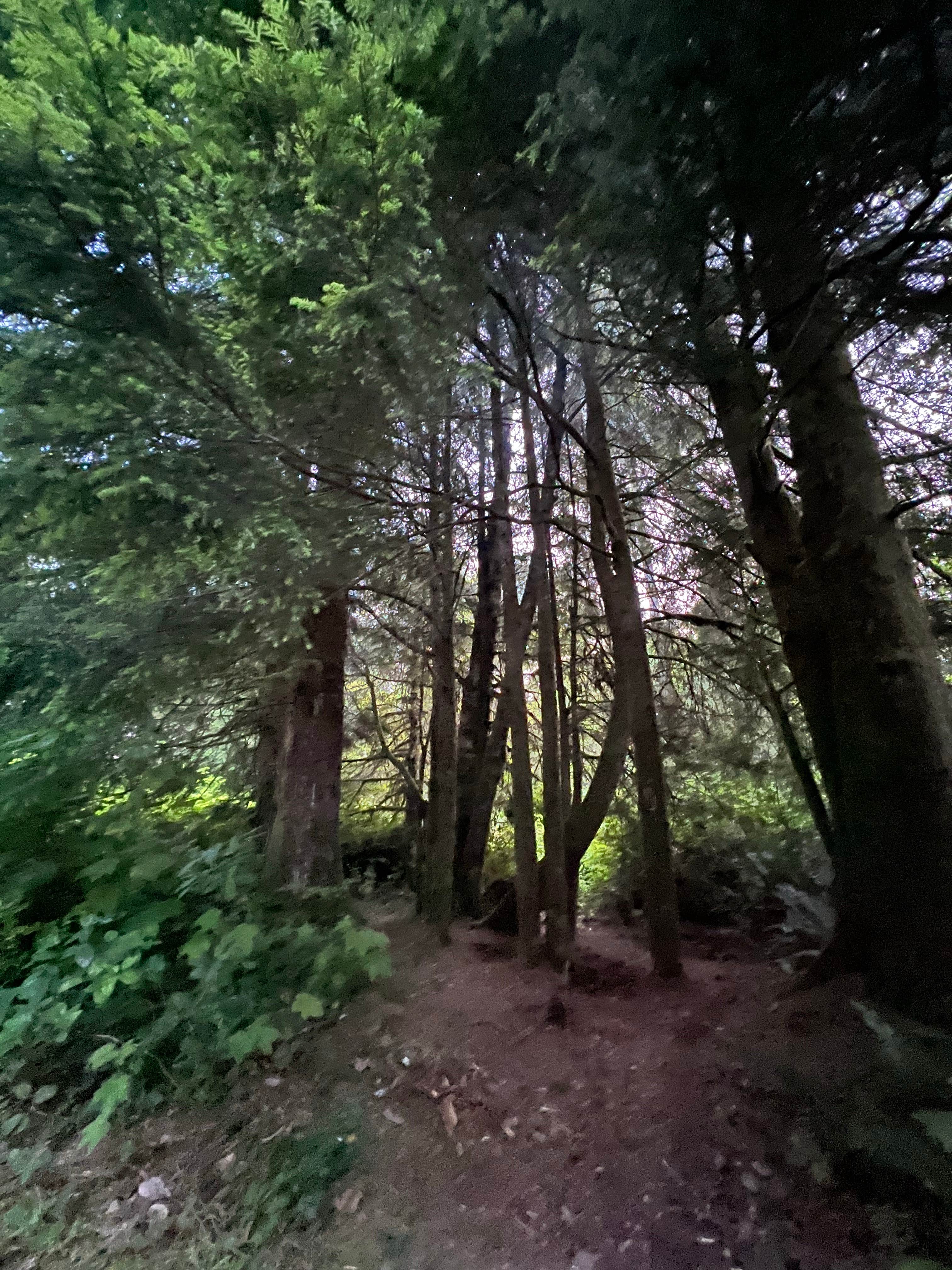 Forest Road 51 near Beaver Creek