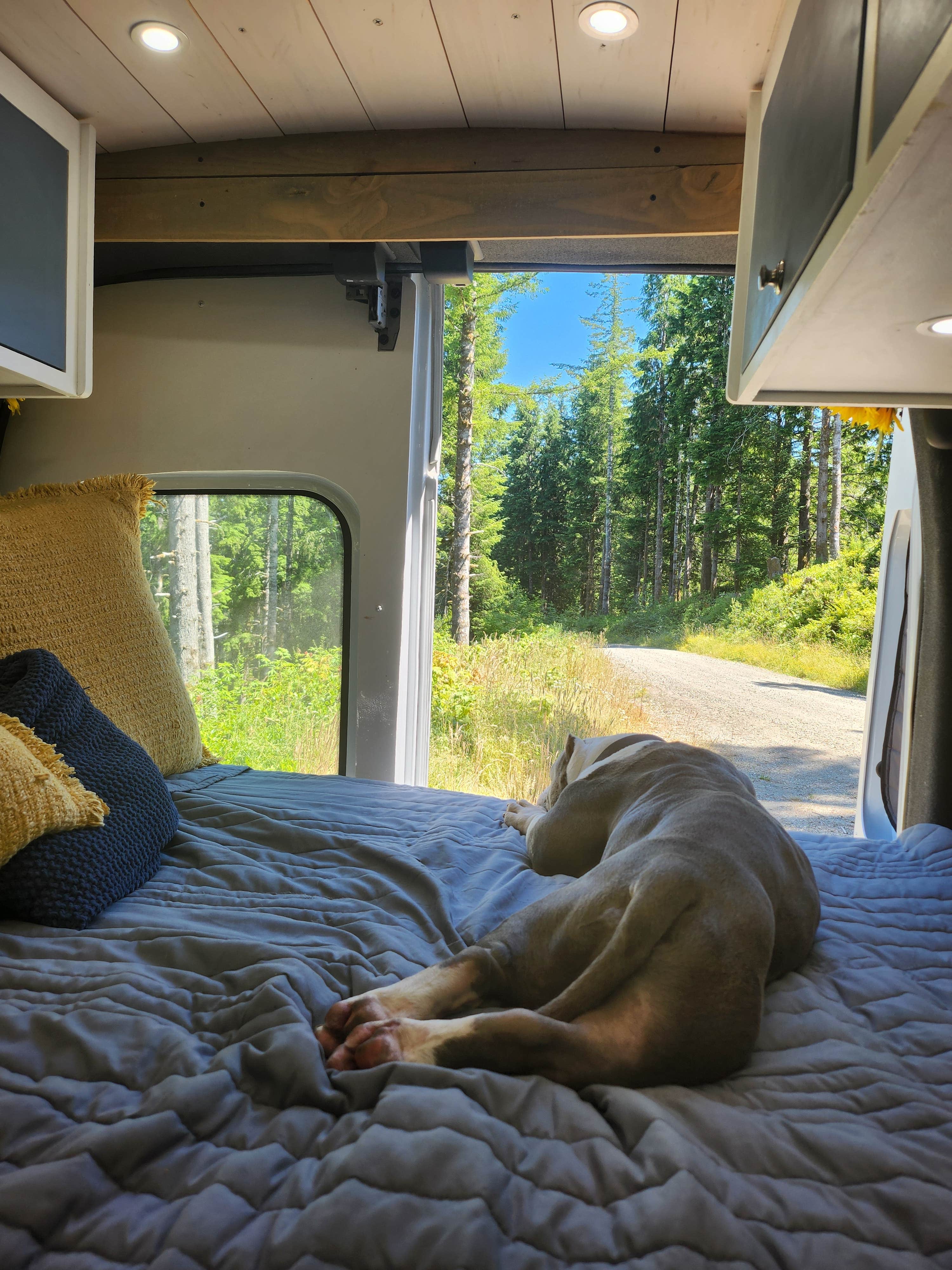 Kelda C.'s photo of camping with pets at Forest Road 51 near Beaver Creek near Yachats, OR