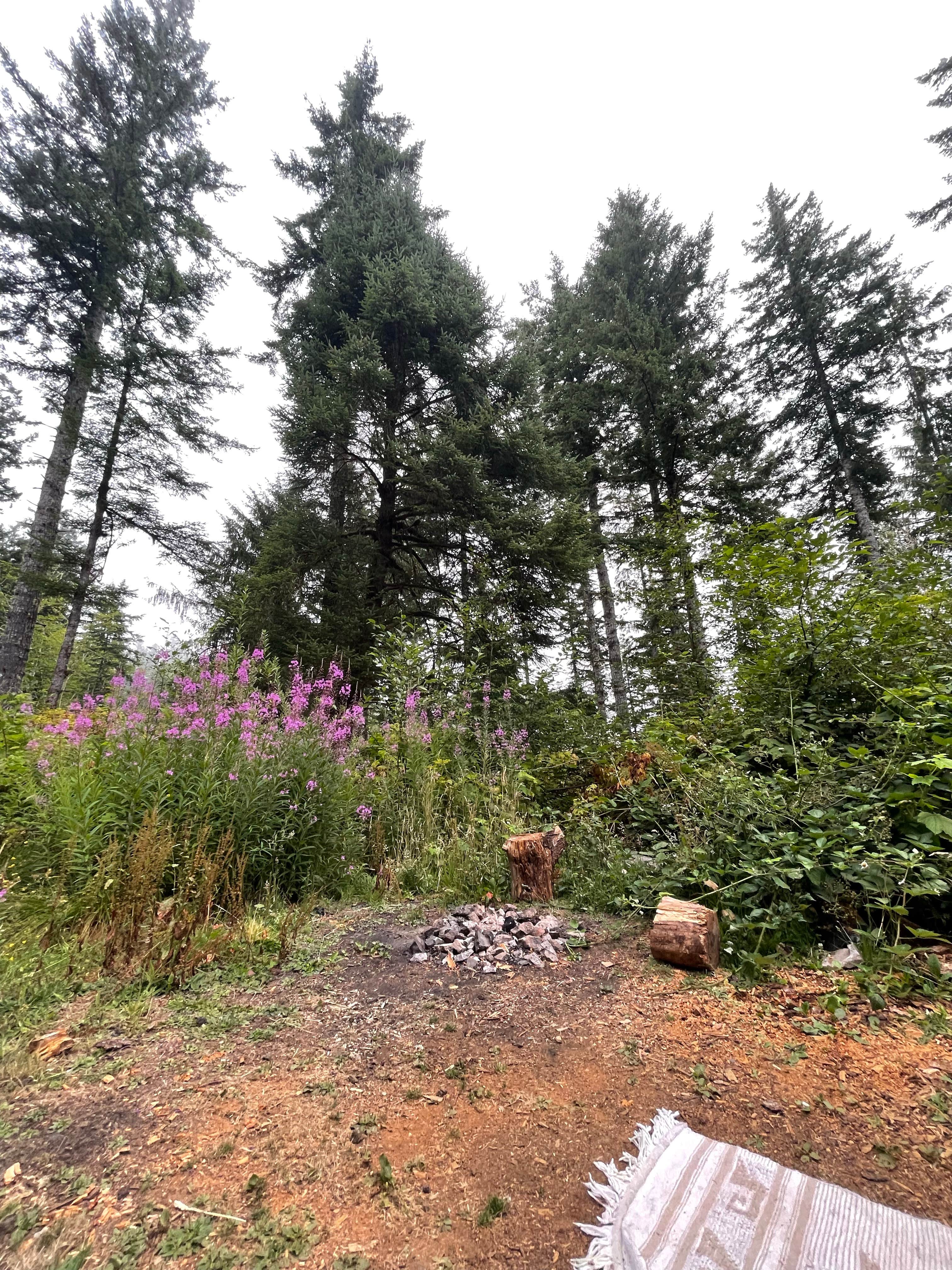 Forest Road 51 near Beaver Creek