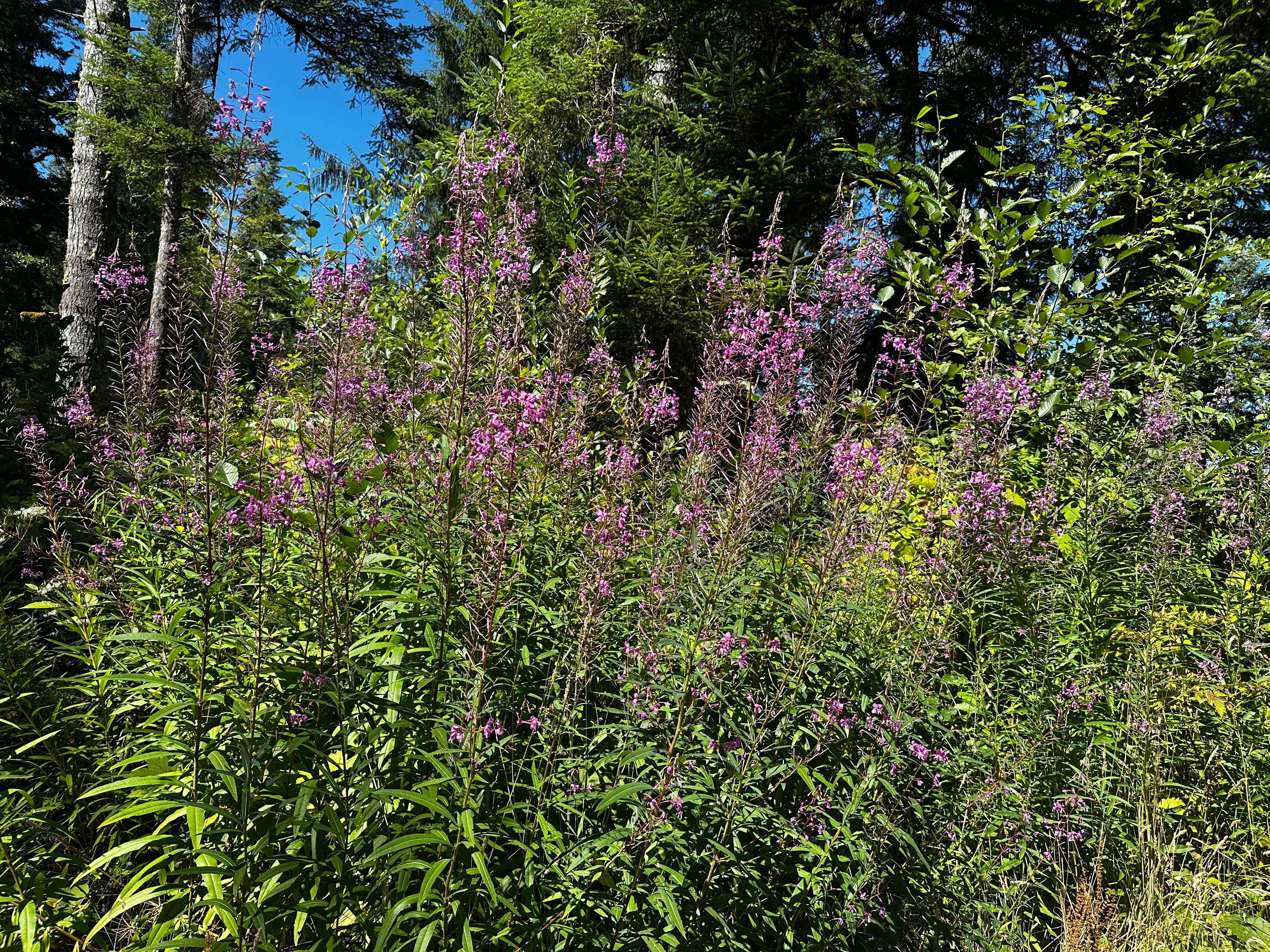Camper-submitted photo at Forest Road 51 near Beaver Creek near Newport, OR