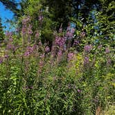 Review photo of Forest Road 51 near Beaver Creek by Aaron , August 10, 2025