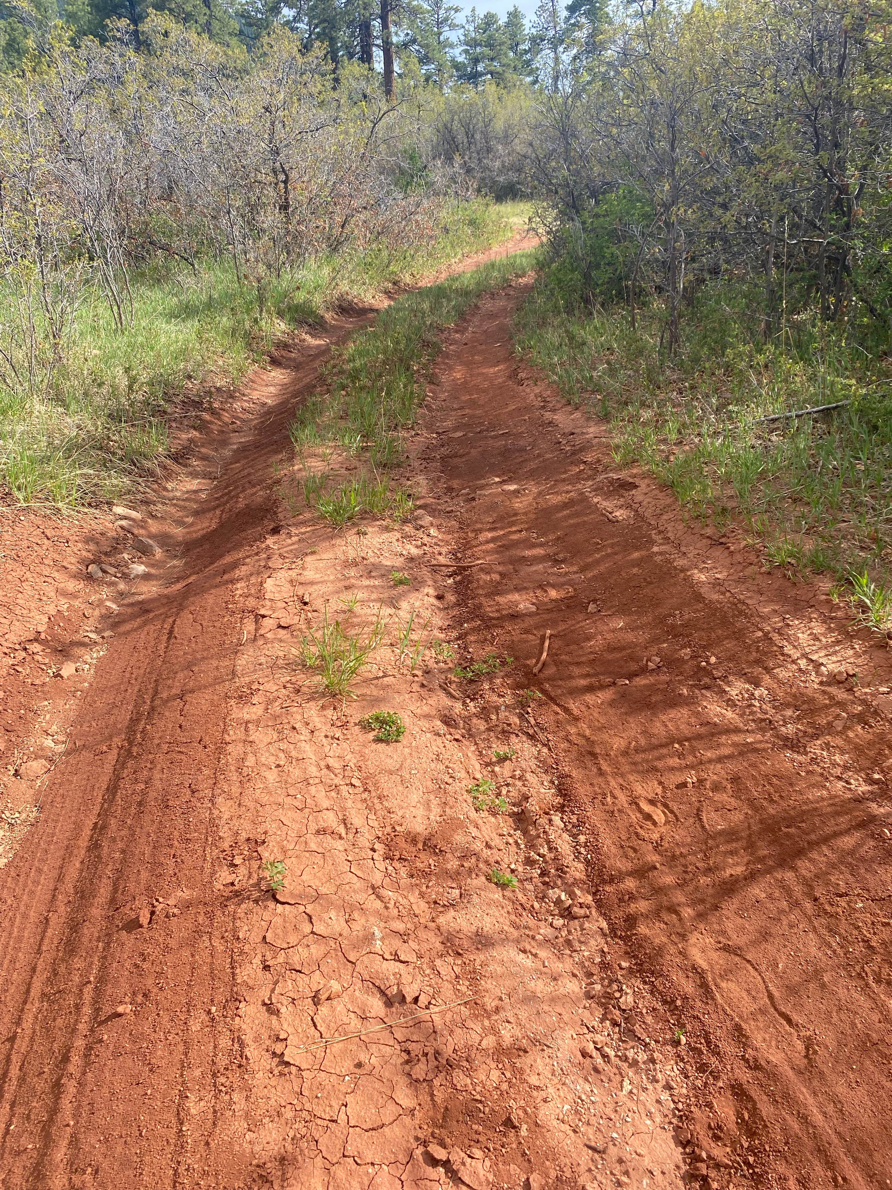 Camper-submitted photo at Forest Road 533 near Cuba, NM
