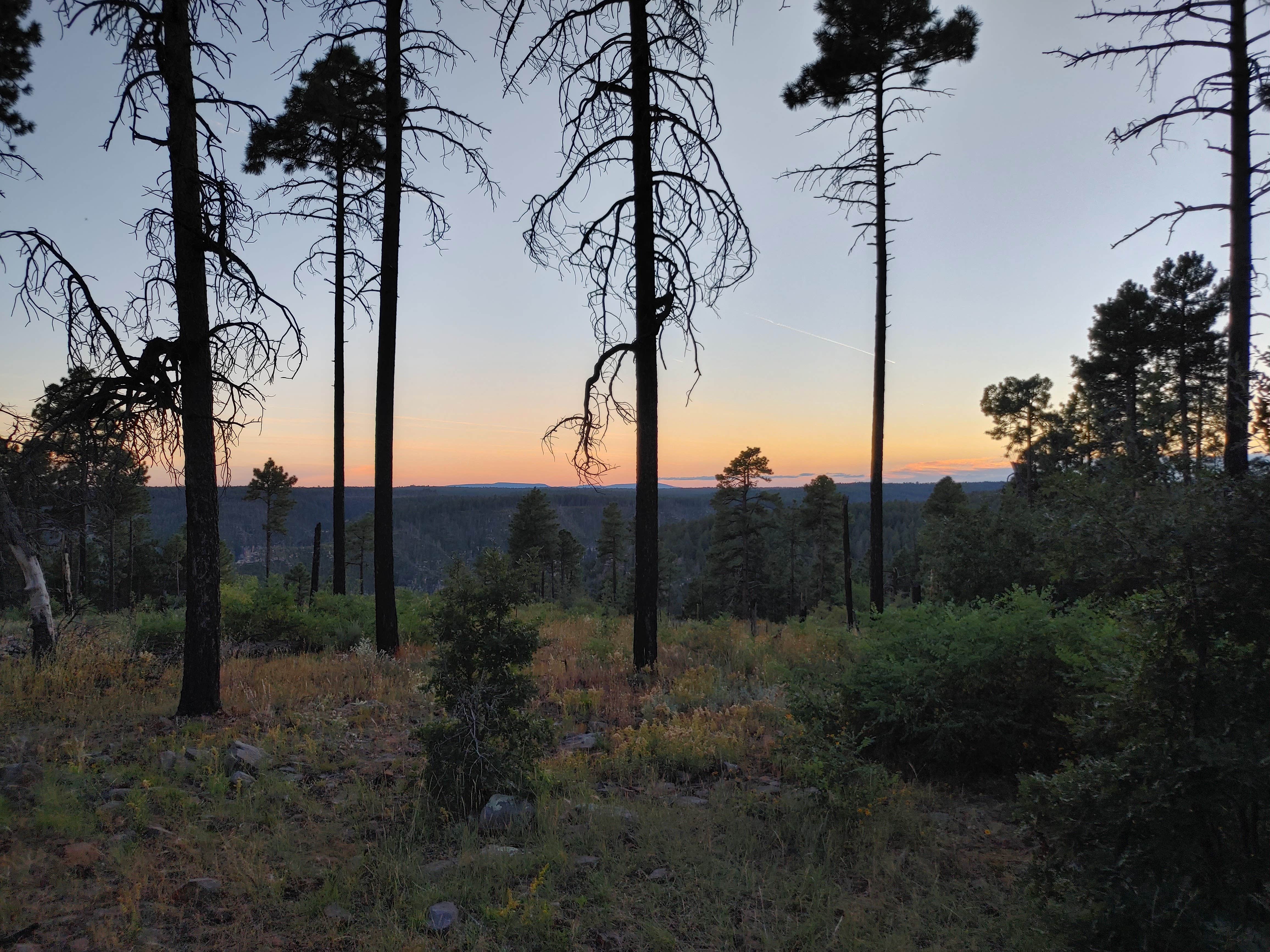 Ben W.'s photo of a dispersed camping area at Forest Road 535 near Bellemont, AZ