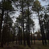 Review photo of Forest Road 552 by GIna G., October 6, 2025