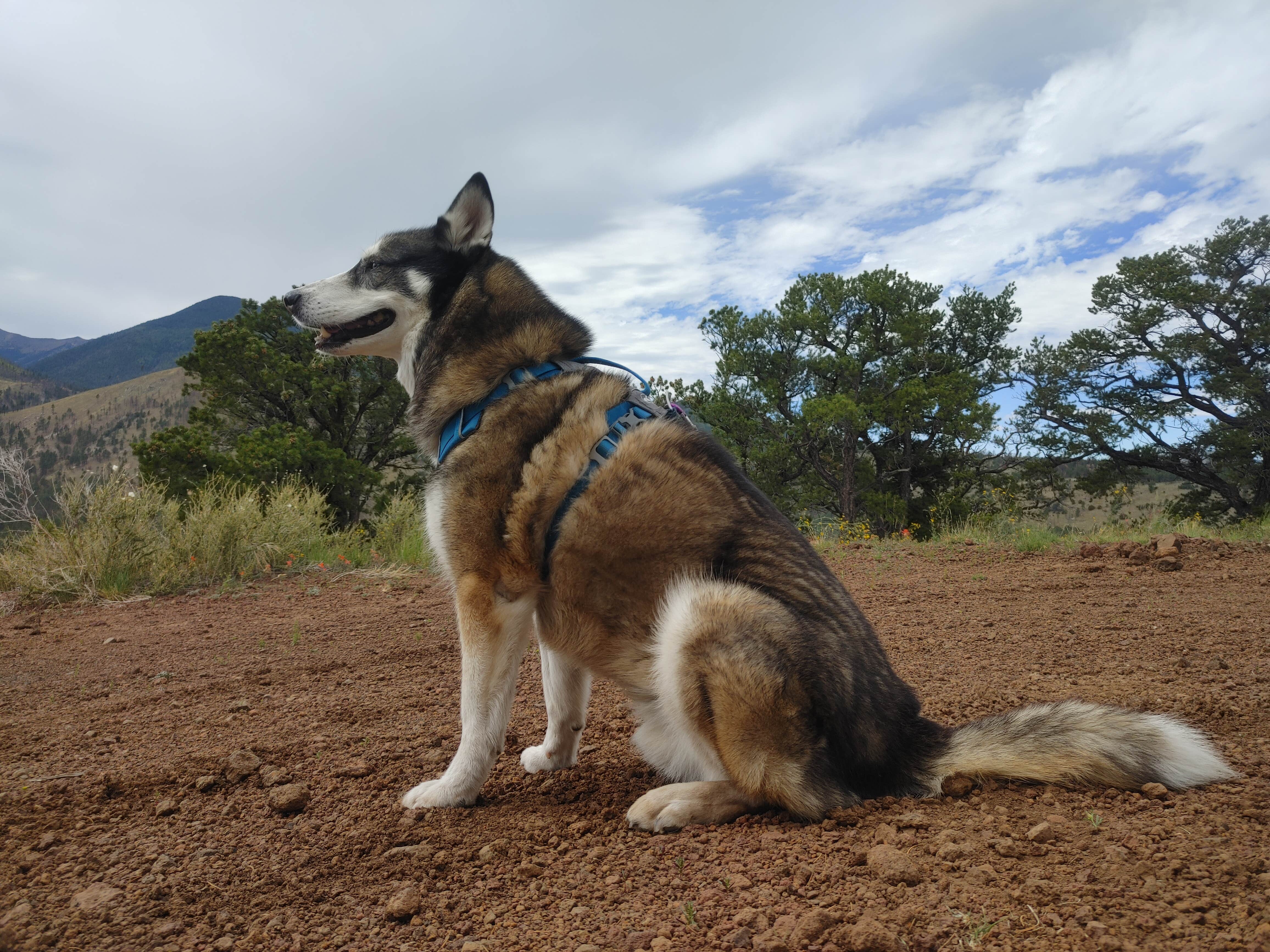 Brandon S.'s photo of camping with pets at Forest Road 552 near Gray Mountain, AZ