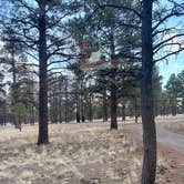 Review photo of Forest Road 552 by Ashley D., February 11, 2026