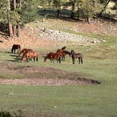 Review photo of Forest Road 568 - Dispersed Camping by Leila S., April 22, 2026