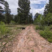 Review photo of Forest Road #604 Dispersed by Greg L., June 1, 2024