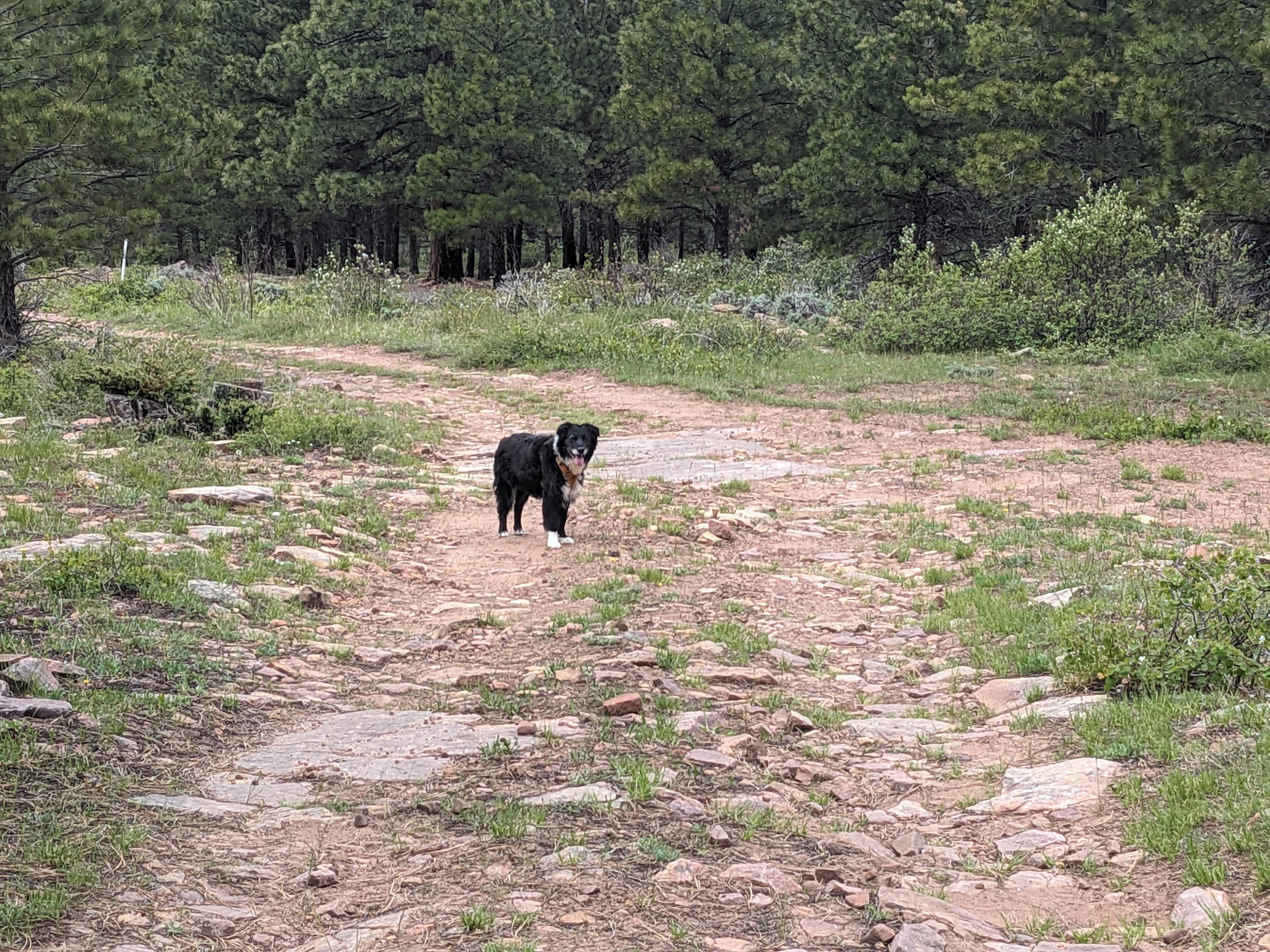 Camper submitted image from Forest Road #604 Dispersed - 5