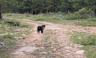 Greg L.'s photo of camping with pets at Forest Road #604 Dispersed near Dutch John, UT
