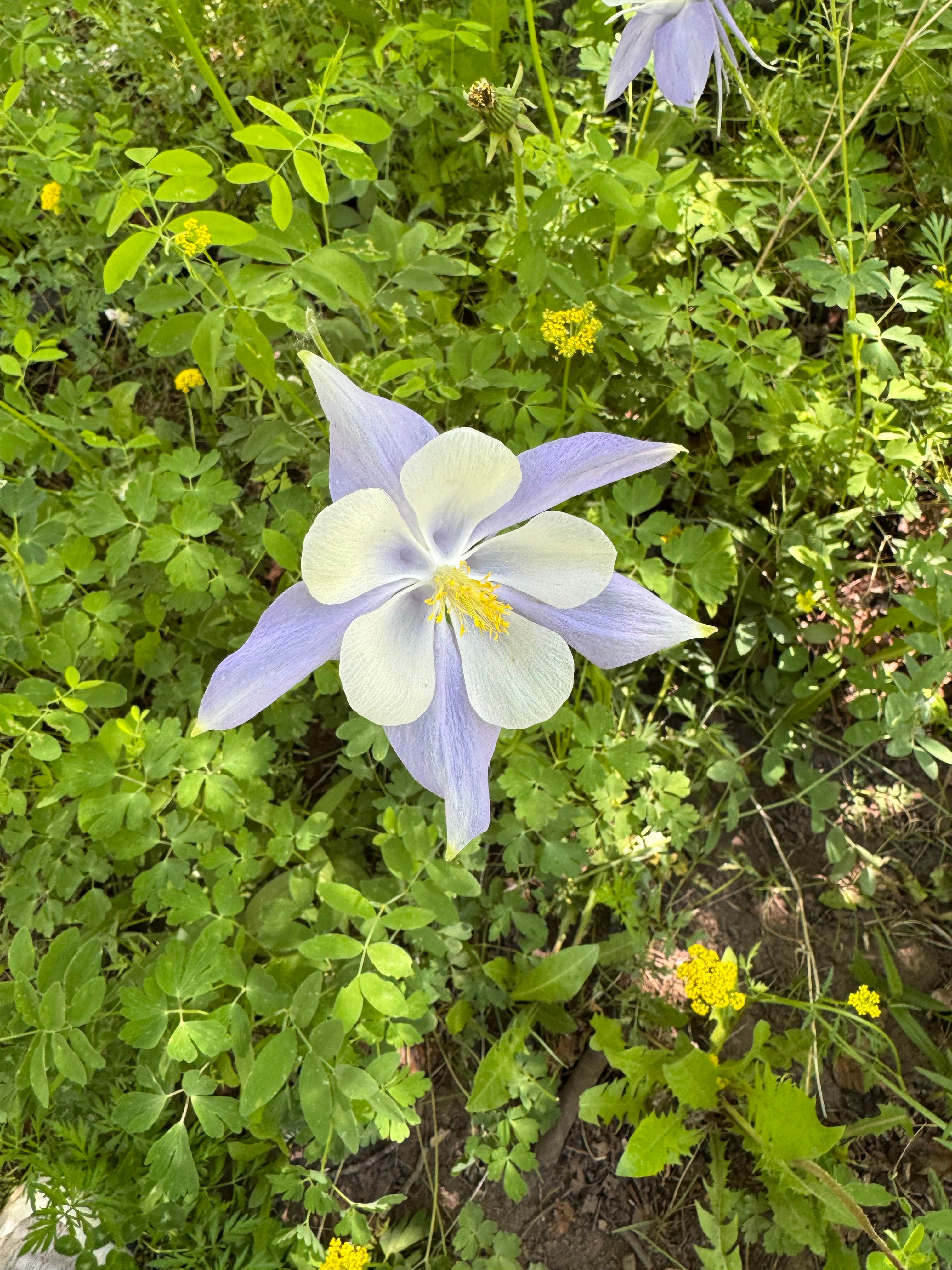 Camper-submitted photo at Forest Road 663 near Chromo, CO