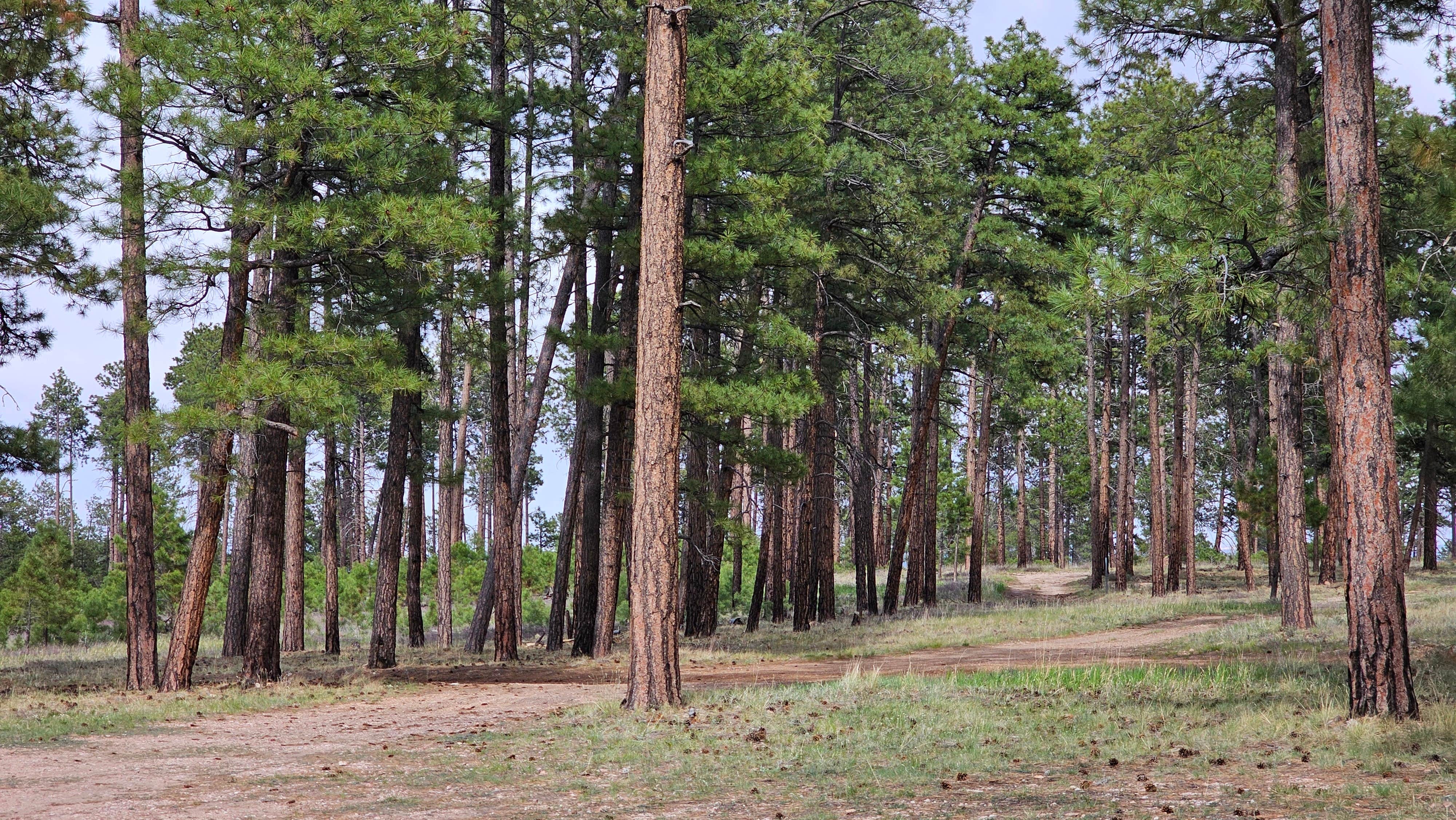 Camping near Kaibab Camper Village: Forest Road 725, Jacob Lake, Arizona