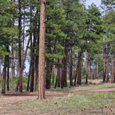 Review photo of Forest Road 725 by Van UT G., May 25, 2025