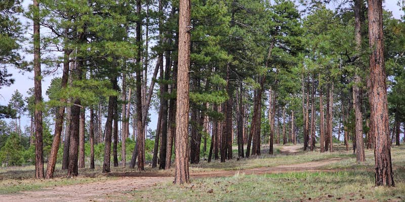 Camper submitted image from Forest Road 725