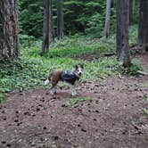 Review photo of Forest Road 7300 Pull-Off by Tre S., June 18, 2026