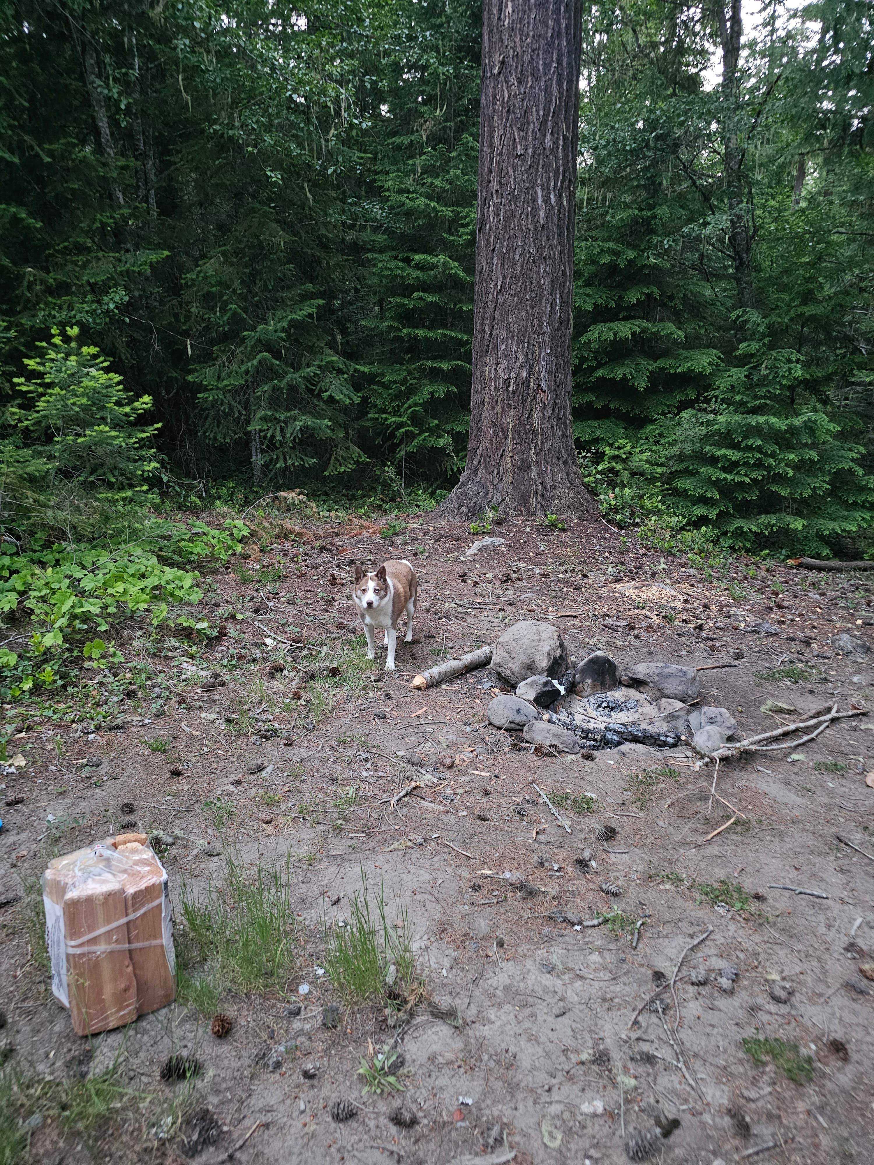 Camper-submitted photo at Forest Road 7300 Pull-Off near Lake Tapps, WA