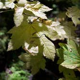 Review photo of Forest Road 7300 Pull-Off by Emily A., October 14, 2026